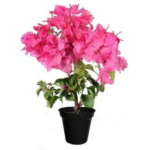 Bougainvillea Pink Plant - Medium