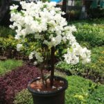 Bougainvillea White Plant - Medium