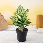 Green Aglaonema Plant