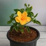 Hibiscus Plant