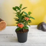 Ixora (Rugmini) Plant - Orange