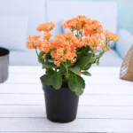 Kalanchoe (Any Color) - Plant