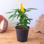 Lollipop plant (Any Colour)