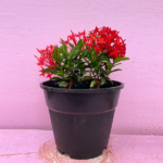 Ixora (Rugmini) Plant - Red