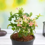 Madhumalti Dwarf - Rangoon Creeper