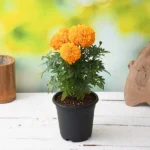 Marigold Plant - Orange