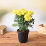 Marigold Plant - Yellow