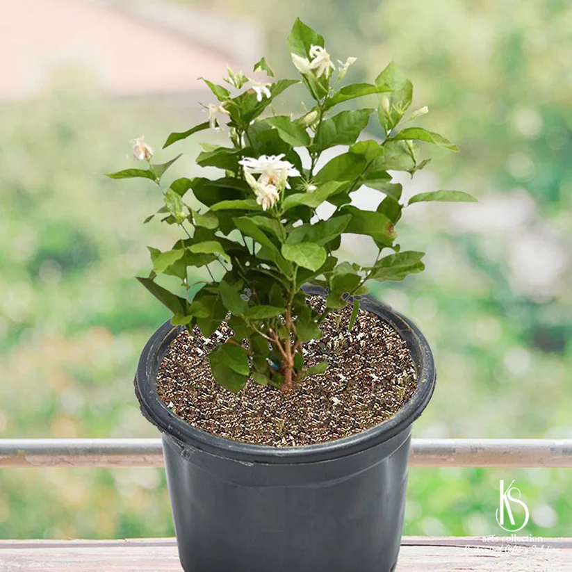 mogra.webp Mogra Plant - Image 1