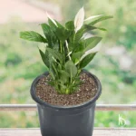 Peace Lily Plant