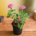 Pentas Plant