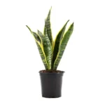 Snake Plant