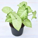 Syngonium Variegated Plant