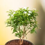 Tagar Mini - Plant