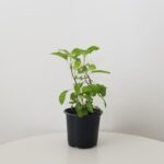Holy Tulsi Plant