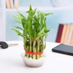 Two Layer Lucky Bamboo Plant