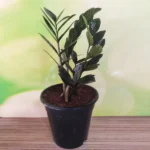 ZZ Plant